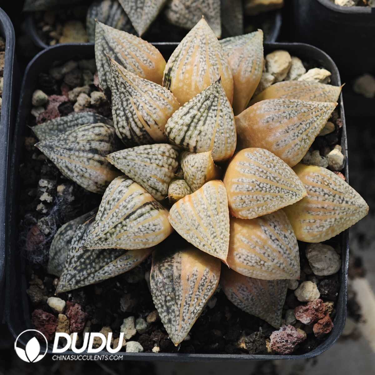 1749630690-e201.jpg Haworthia Picta Variegated - Image 1
