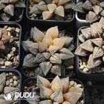 Haworthia Picta Variegated - Image 2