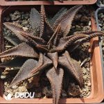 Haworthiopsis koelmaniorum