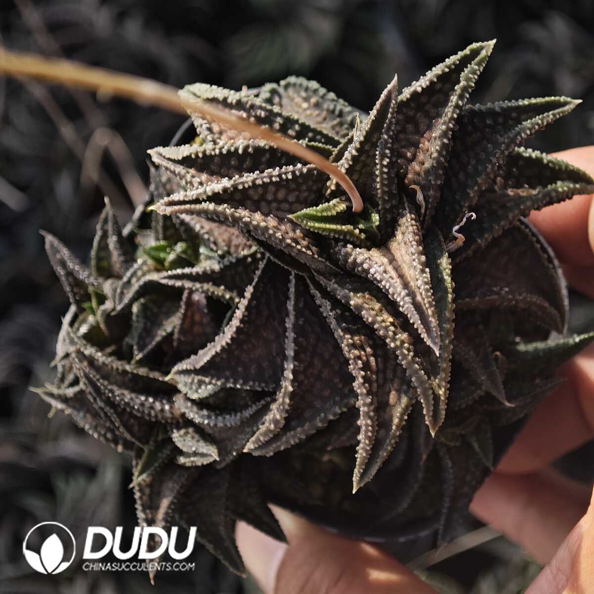 1749630701-e201.jpg Haworthia Onigawara Clustering - Image 1