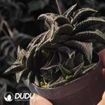 Haworthia Onigawara Clustering - Image 2