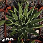 Haworthia White Crane