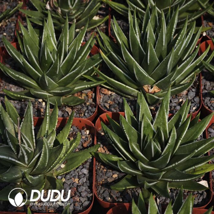 Haworthia White Crane - Image 2