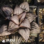 Haworthia splendens hybrid Michelle