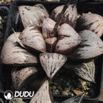 Haworthia splendens hybrid Michelle - Image 2