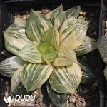 Haworthia Qianyun Variegated Hybrid