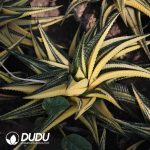 Haworthiopsis limifolia