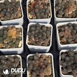 Haworthia fasciata Variegated - Image 2