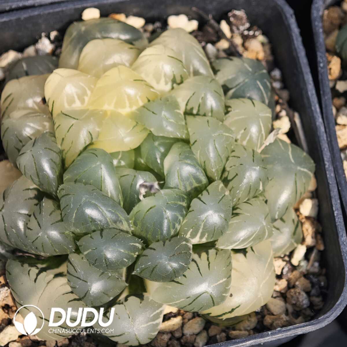 1749630758-e201.jpg Haworthia Seedling Grown obtusa Haw.f.Silky Variegated - Image 1