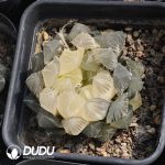 Haworthia fasciata - Image 2