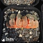 Haworthia koteki nishiki hybrid