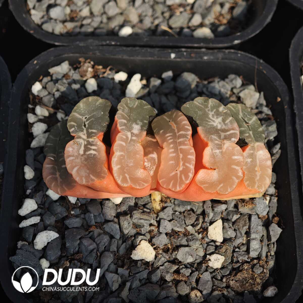 1749630775-e201.jpg Haworthia koteki nishiki hybrid - Image 1