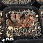 Haworthia koteki nishiki hybrid - Image 2