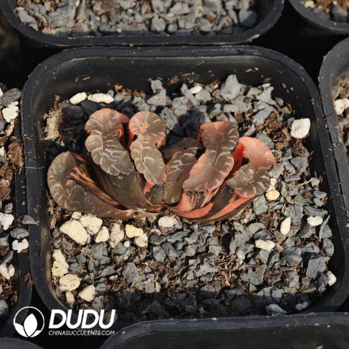 Haworthia koteki nishiki hybrid - Image 2