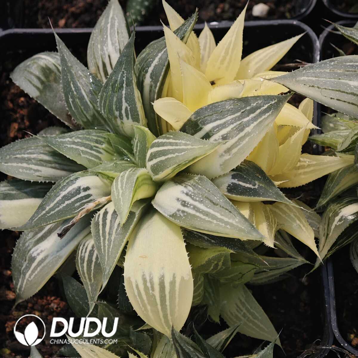 1749630779-e201.jpg Haworthia Little White Shark Variegated Clustering - Image 1