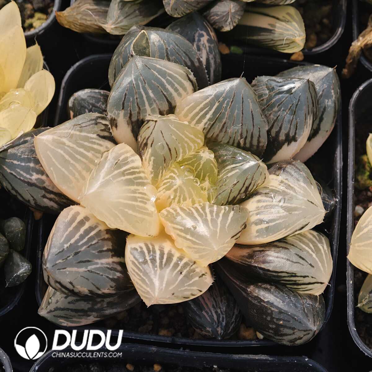 1749630786-e201.jpg Haworthia Jade sandalwood longevity Variegated - Image 1