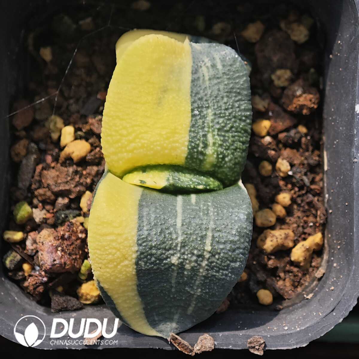 1749630812-e201.jpg Gasteria Snails Variegated - Image 1