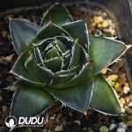 Agave A-type Sasanoyuki