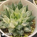Haworthia 'Lotus Lantern' Variegated Mother Plant