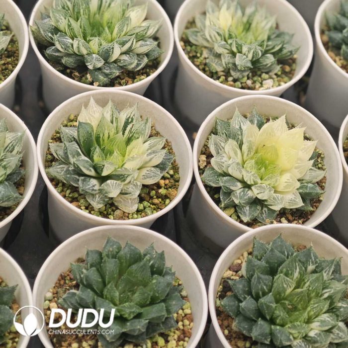 Haworthia 'Lotus Lantern' Variegated Mother Plant - Image 2