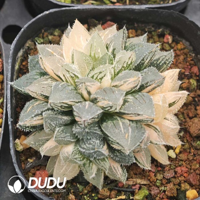 Haworthia 'Kegazato' Variegated - Image 2