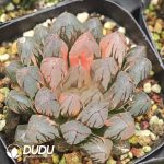 Haworthia cooperi Sunrise Variegated