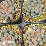 Haworthia cooperi Sunrise Variegated - Image 2