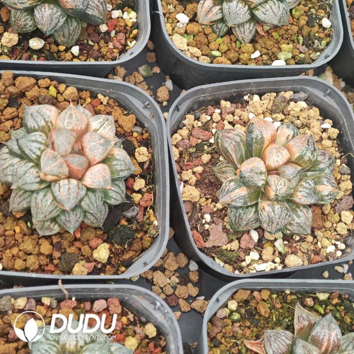 Haworthia picta Variegated - Image 2