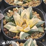 Haworthia Pubescens M.B.Bayer Variegated