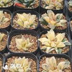 Haworthia Pubescens M.B.Bayer Variegated - Image 2