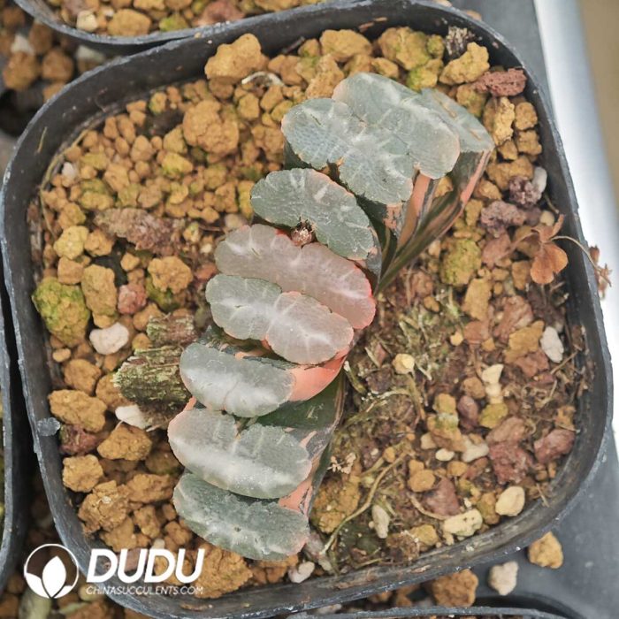 Haworthia Haworthia Truncata Variegated - Image 2