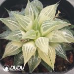 Haworthia White Sands Pattern Variegated