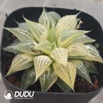 Haworthia White Sands Pattern Variegated - Image 2