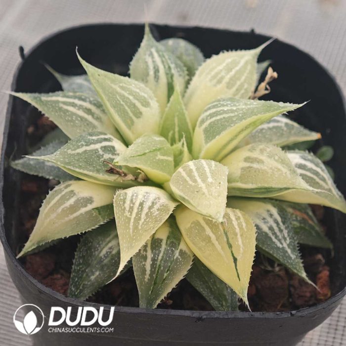 Haworthia White Sands Pattern Variegated - Image 2