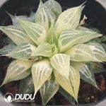 Haworthia White Sands Silky Variegated