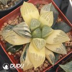 Haworthia Silver Turtle Variegated