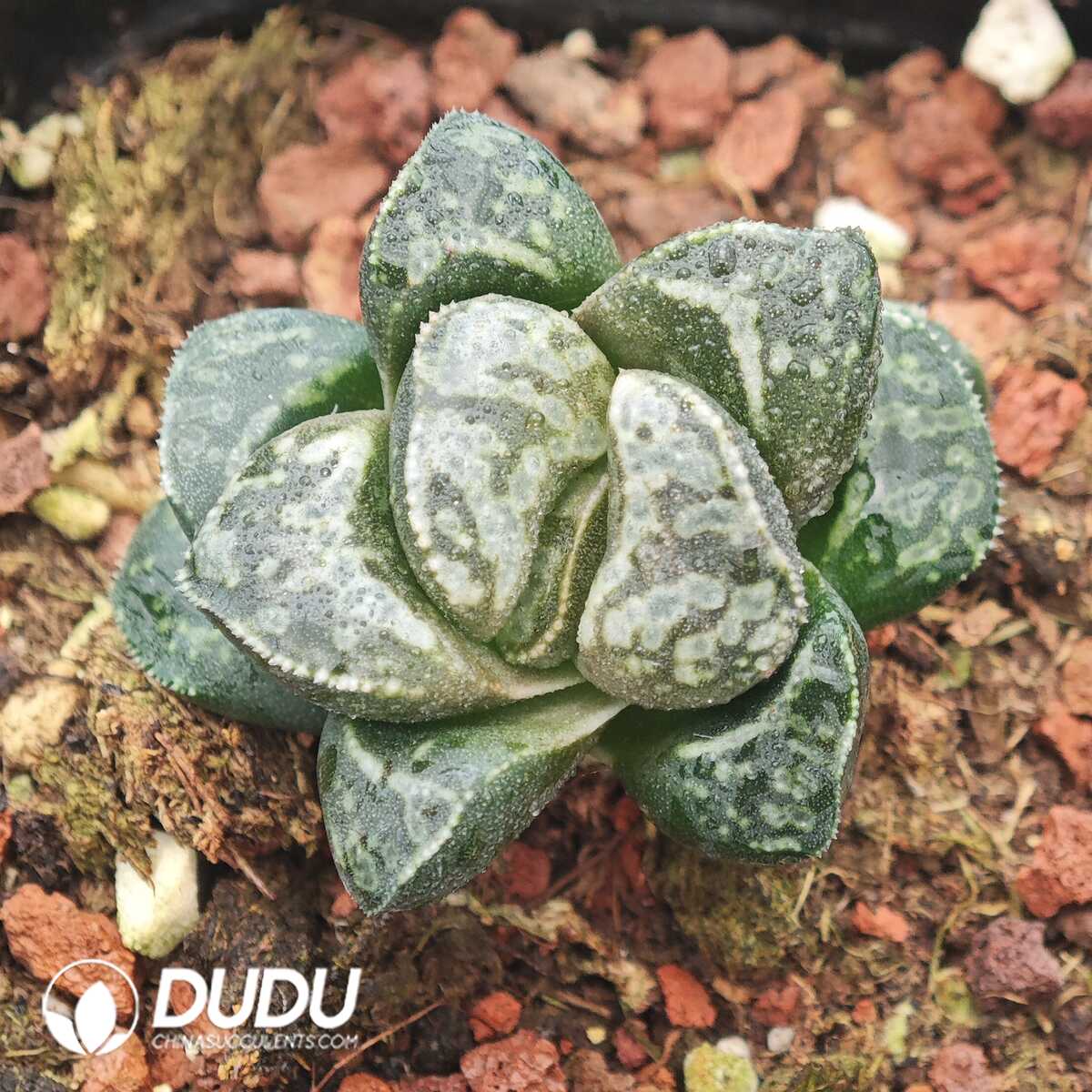 1750041306-e201.jpg Haworthia Captain Hook - Image 1