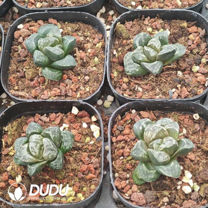 Haworthia Captain Hook - Image 2