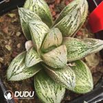 Haworthia White Snake