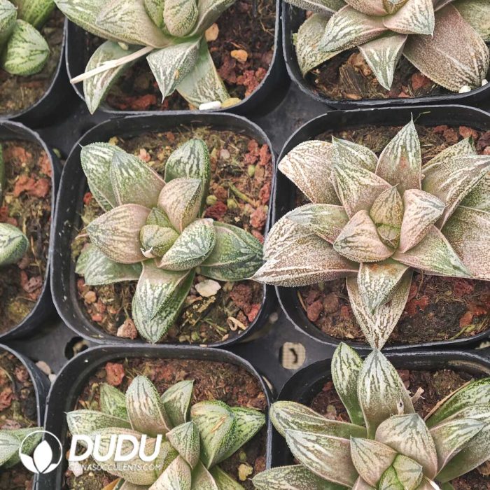 Haworthia White Snake - Image 2