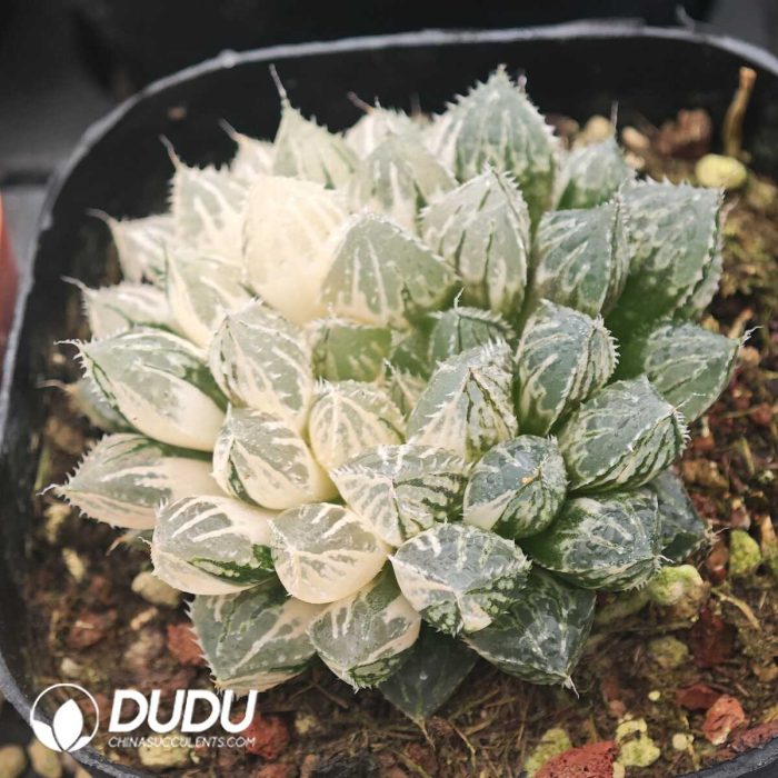 Haworthia Red Rock Variegated - Image 2