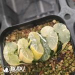 Haworthia Truncata (Large）Variegated - Image 2