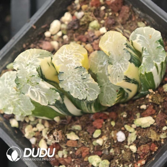 Haworthia Truncata 'Hokusai' Var. Striata (large) - Image 2