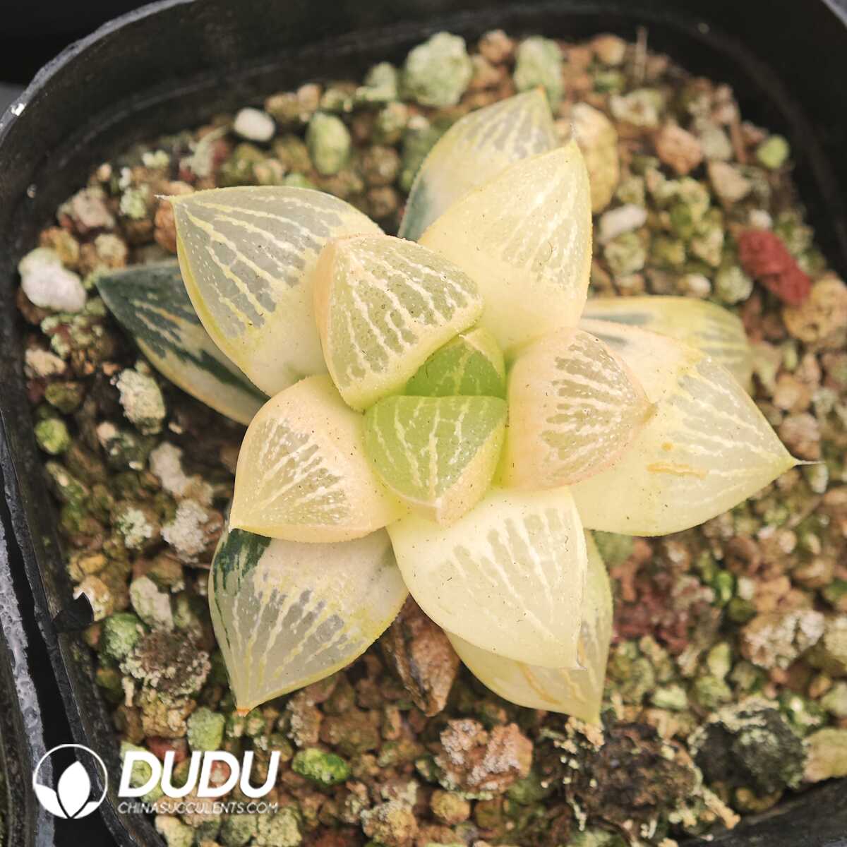 1750041358-e201.jpg Haworthia Fuji Variegated - Image 1