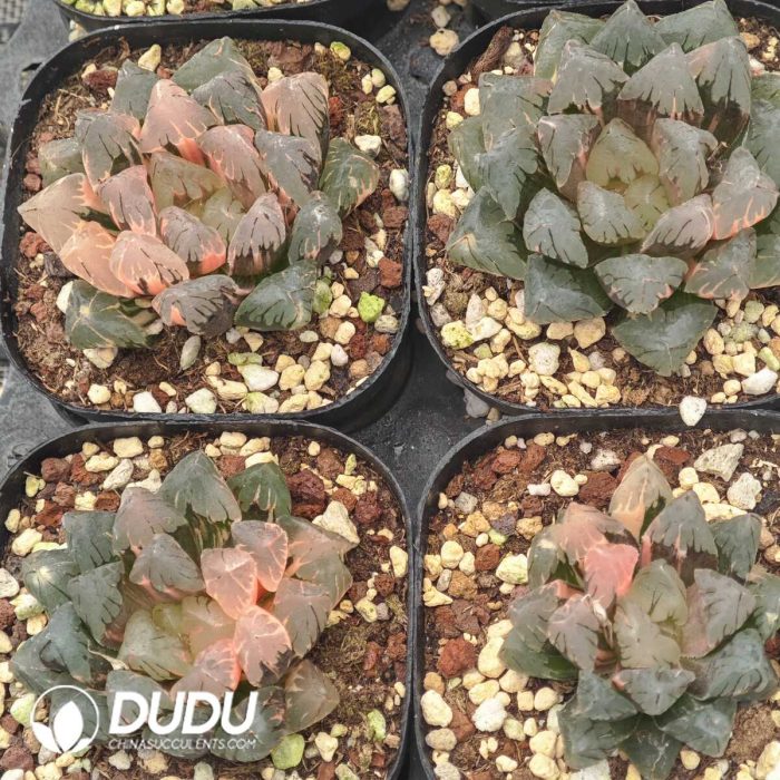 Haworthia Black Cooperi Silky Variegated - Image 2