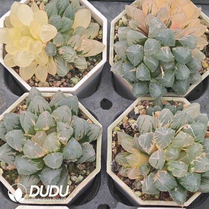 Haworthia OH Variegated - Image 2