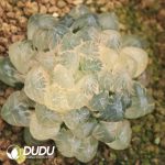 Haworthia Cooperi Var. Truncata