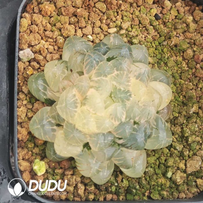 Haworthia Cooperi Var. Truncata - Image 2