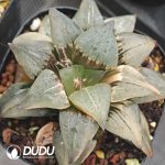 Haworthia Magnifica Silky Variegated