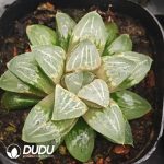 Haworthia Spray Paint of Mist